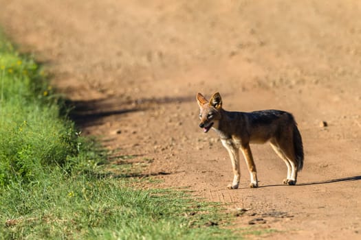 Blackback jackal animal hunting around waterhole dirt road in wildlife park reserve