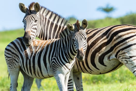 Zebra calf animals closeup alert between feeds in wildlife wilderness.