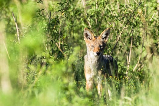 Blackback jackal animal hunting around waterhole dirt road in wildlife park reserve
