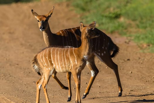 Buck calf nyala running from predator across dirt road wildlife animal