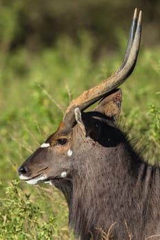 Buck Tiefland nyala animal alert in wildlife park reserve