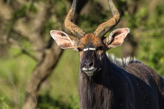 Buck Tiefland nyala animal alert in wildlife park reserve