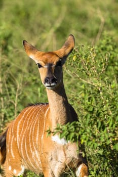 Buck Tiefland nyala animal alert in wildlife park reserve