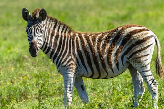 Zebra calf animals closeup alert between feeds in wildlife wilderness.