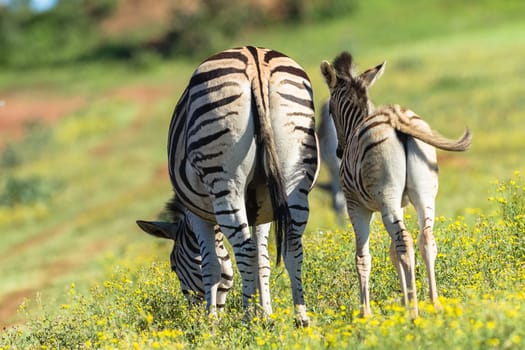 Zebra calf animals closeup alert between feeds in wildlife wilderness.