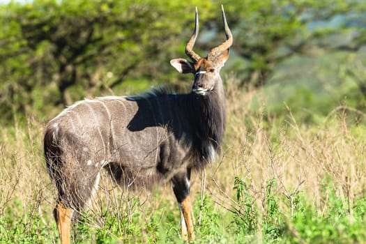 Buck Tiefland nyala animal alert in wildlife park reserve