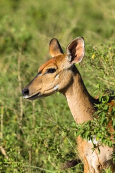 Buck Tiefland nyala animal alert in wildlife park reserve