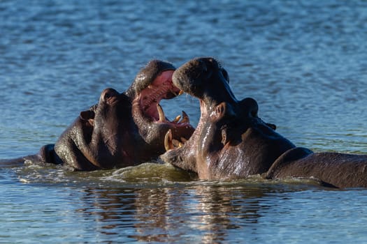 Hippos challenge fight mouths wide open at waterhole in wildlife park reserve