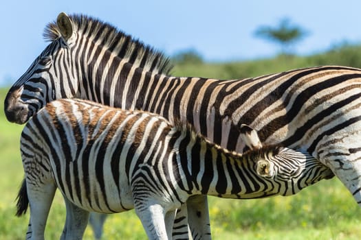 Zebra calf animals closeup alert between feeds in wildlife wilderness.