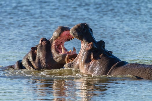 Hippos challenge fight mouths wide open at waterhole in wildlife park reserve