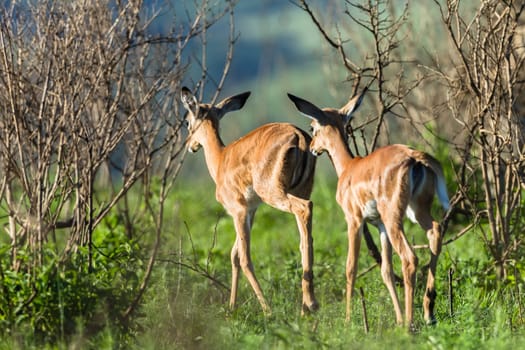 Buck calfs new born summer season closeup mother affections,in wildlide animal reserve