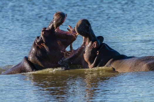 Hippos challenge fight mouths wide open at waterhole in wildlife park reserve
