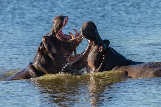 Hippos challenge fight mouths wide open at waterhole in wildlife park reserve