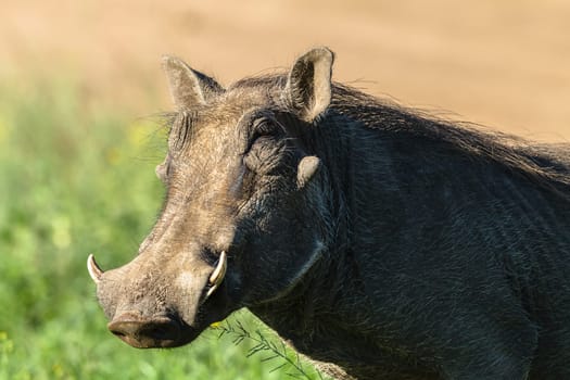 Warthog wildlife animal close up portrait detail in reserve park
