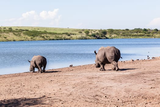 Rhino waterhole summer in wildlife park reserve