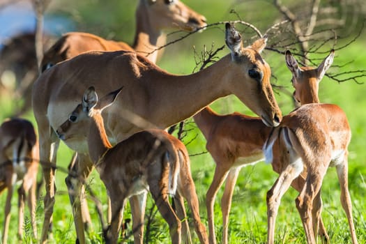 Buck calfs new born summer season closeup mother affections,in wildlide animal reserve