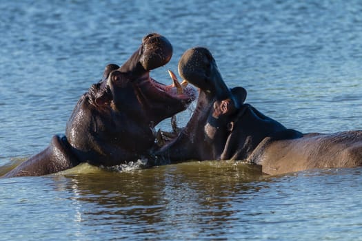 Hippos challenge fight mouths wide open at waterhole in wildlife park reserve