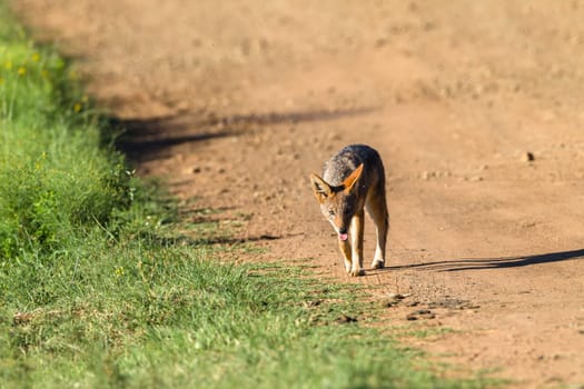 Blackback jackal animal hunting around waterhole dirt road in wildlife park reserve