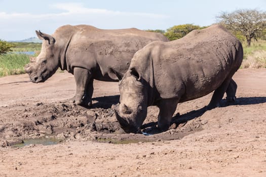 Rhino waterhole summer in wildlife park reserve