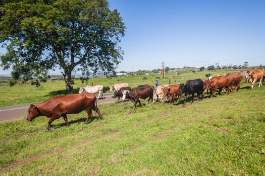 Cattle farm animals of cows bulls been herded down roadside