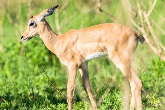 Buck calfs new born summer season closeup mother affections,in wildlide animal reserve