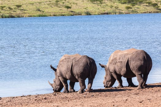 Rhino waterhole summer in wildlife park reserve