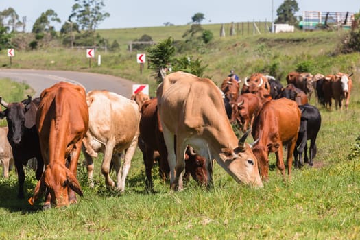 Cattle farm animals of cows bulls been herded down roadside
