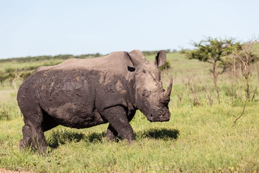 Rhino waterhole summer in wildlife park reserve