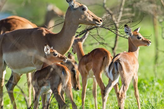 Buck calfs new born summer season closeup mother affections,in wildlide animal reserve