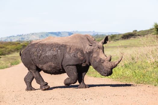 Rhino waterhole summer in wildlife park reserve