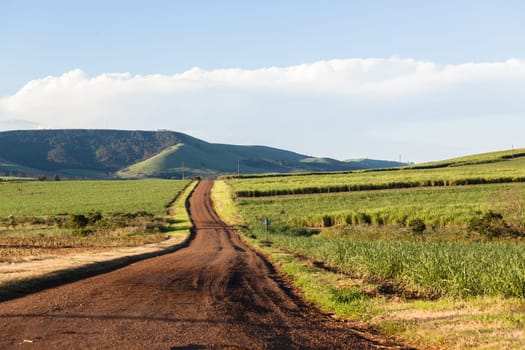 Farming road landscape hills valleys sugarcane crops summer