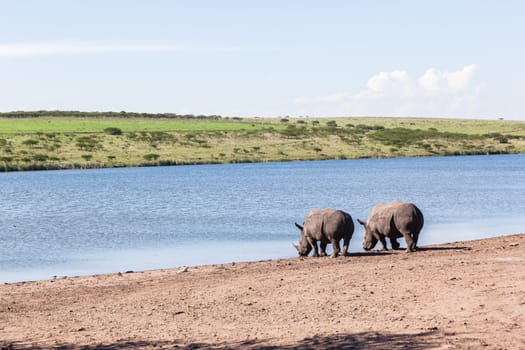 Rhino waterhole summer in wildlife park reserve