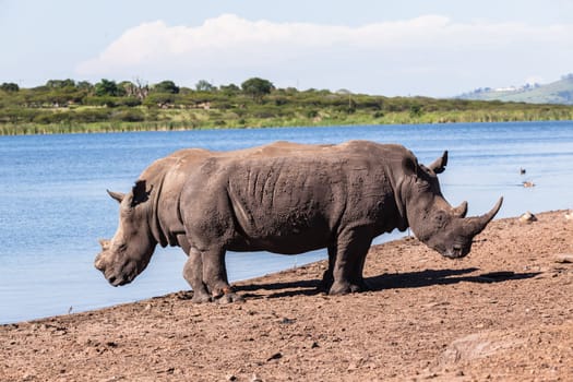 Rhino waterhole summer in wildlife park reserve