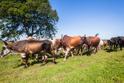 Cattle farm animals of cows bulls been herded down roadside