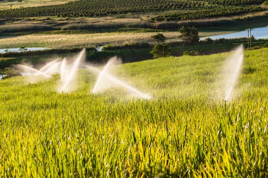 Sugarcane crops with irragation sprinklers over the scenic farming landscape