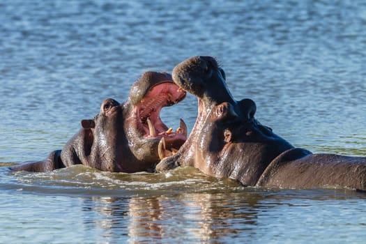 Hippos challenge fight mouths wide open at waterhole in wildlife park reserve