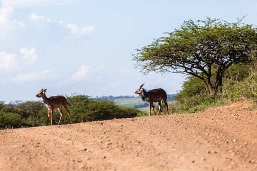 Three Buck animals crossing dirt road summer wildlife reserve landscape