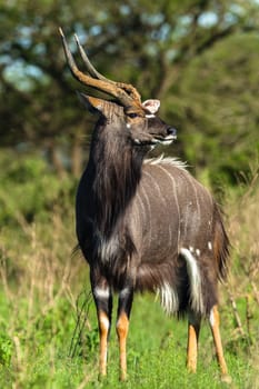 Buck Tiefland nyala animal alert in wildlife park reserve