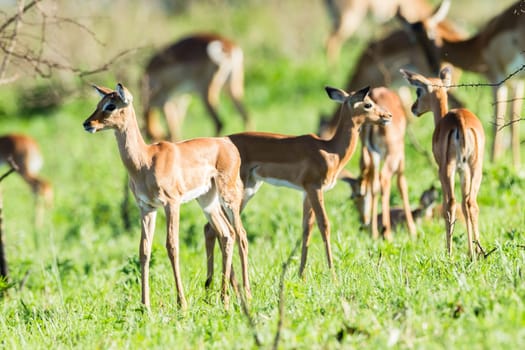 Buck calfs new born summer season closeup mother affections,in wildlide animal reserve