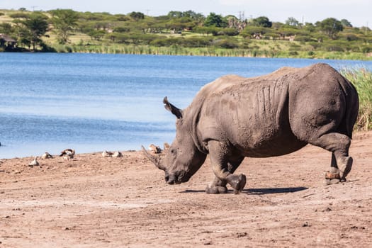 Rhino waterhole summer in wildlife park reserve