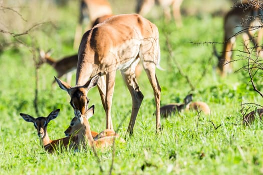 Buck calfs new born summer season closeup mother affections,in wildlide animal reserve