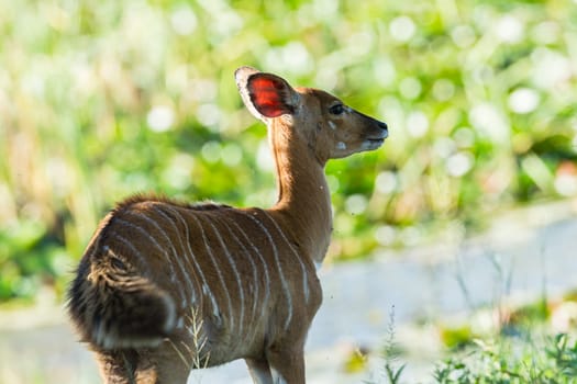 Buck calf nyala running from predator across dirt road wildlife animal