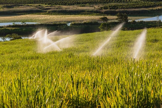 Sugarcane crops with irragation sprinklers over the scenic farming landscape