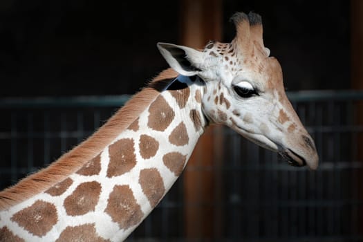 Giraffe at the zoo