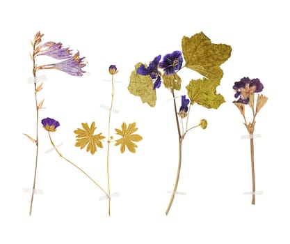 Set of wild dry pressed flowers and leaves, isolated