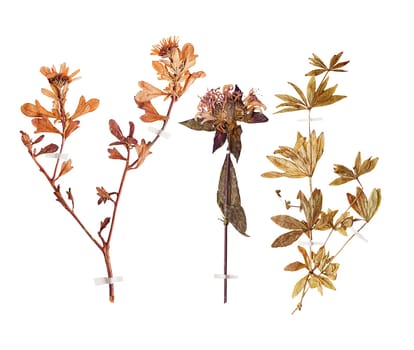 Set of wild dry pressed flowers and leaves, isolated