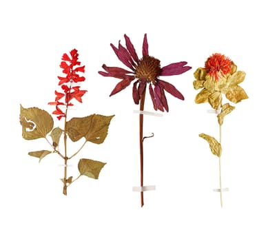 Set of herbarium wild dry pressed flowers and leaves, isolated
