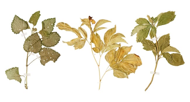 Set of herbarium wild dry pressed flowers and leaves, isolated