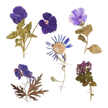 Set of herbarium wild dry pressed flowers and leaves, isolated