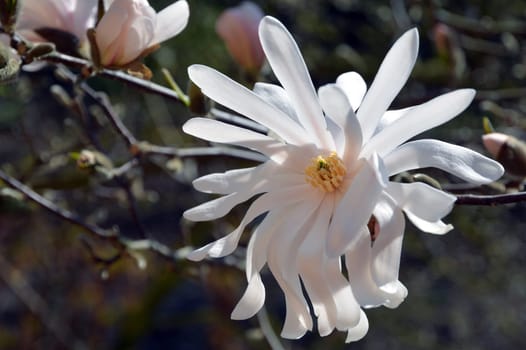 magnolia
